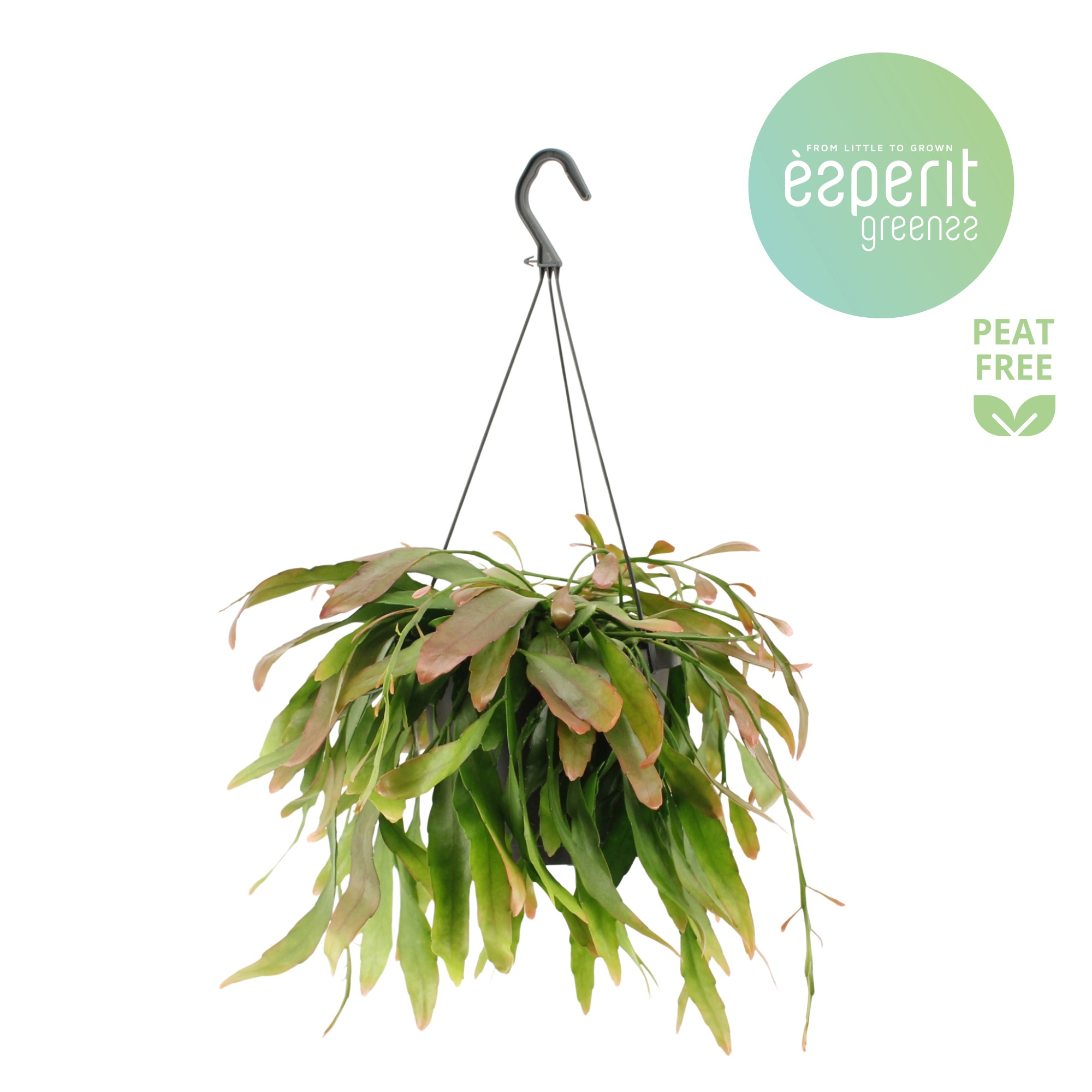 Rhipsalis Red Coral hangpot, D 17