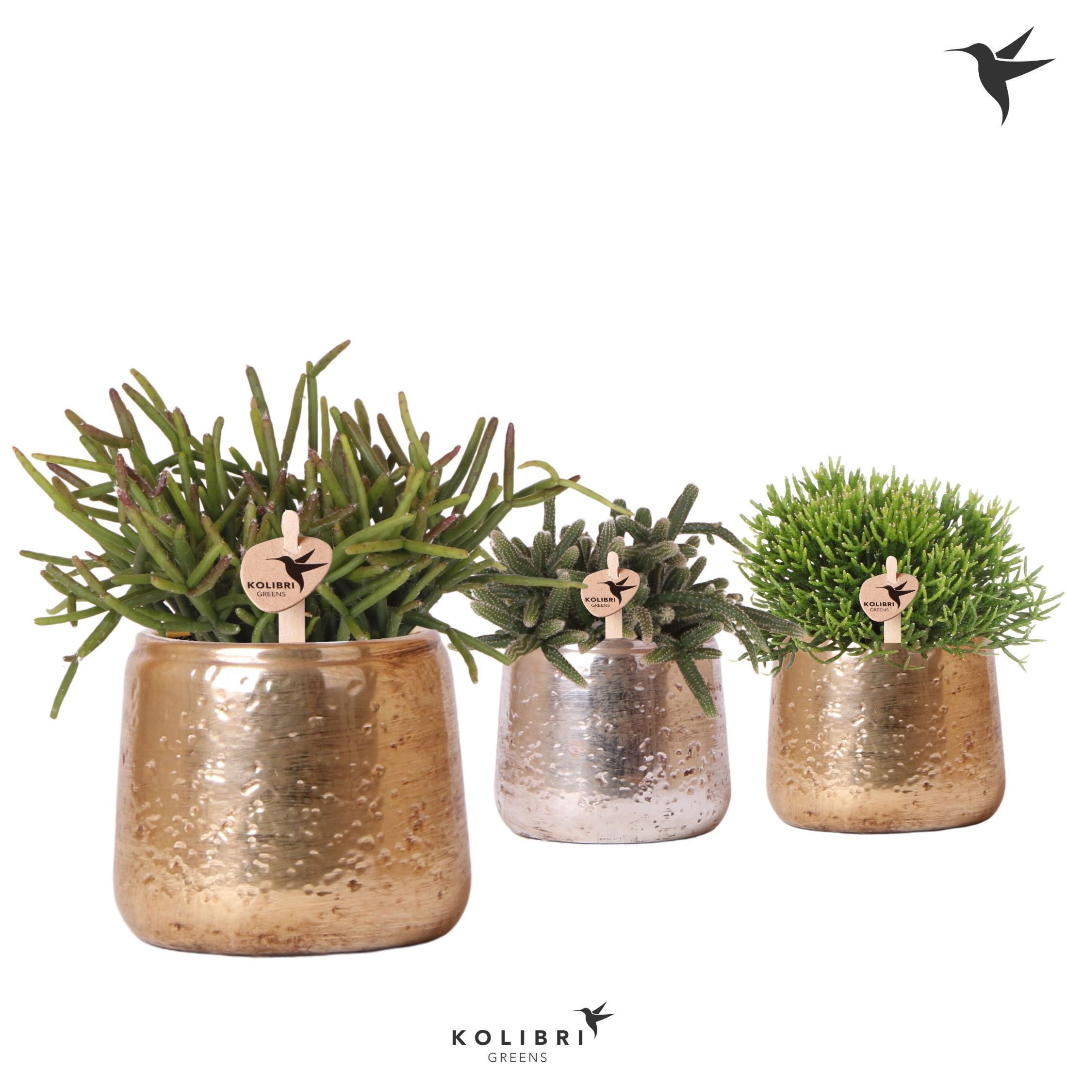 Kolibri Greens Rhipsalis mix in Luxury pot mix, D 9