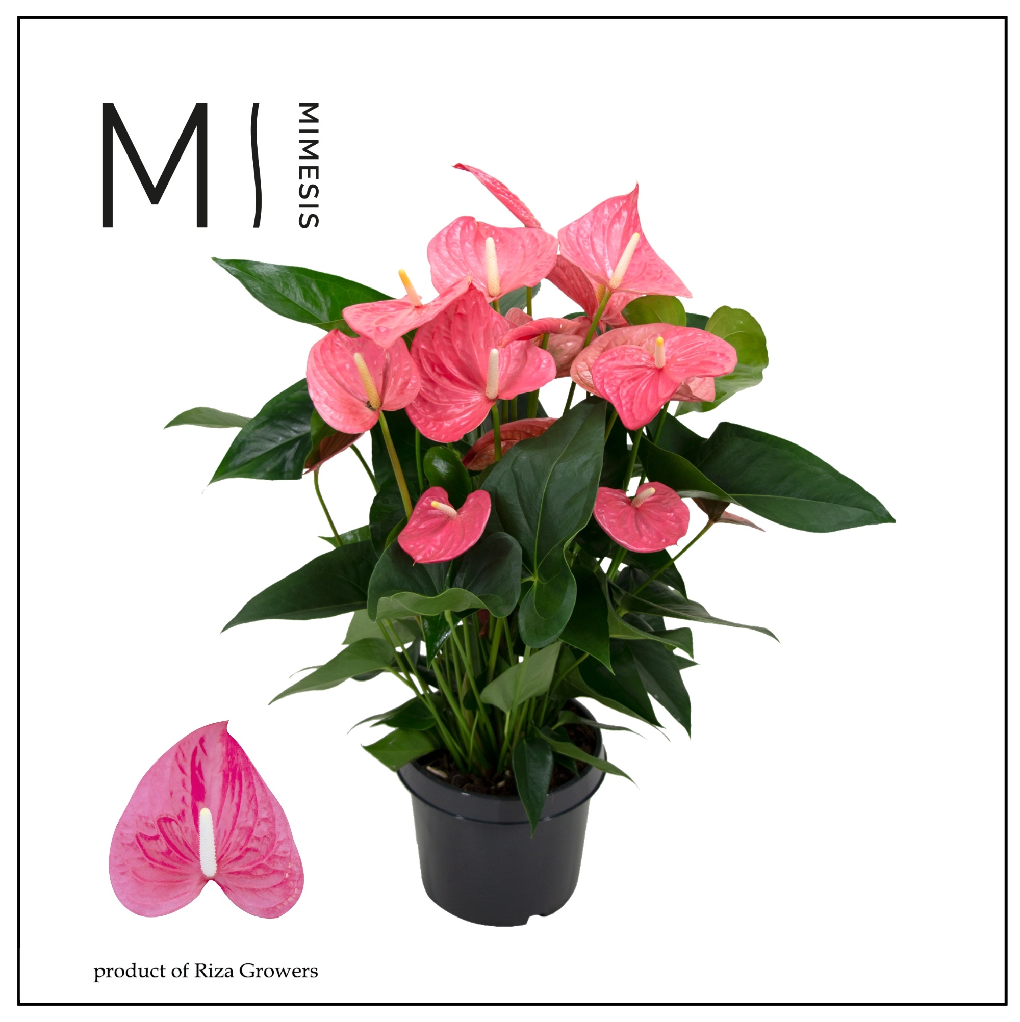 Mimesis Anthurium KARMA Maine - 21 cm, D 21