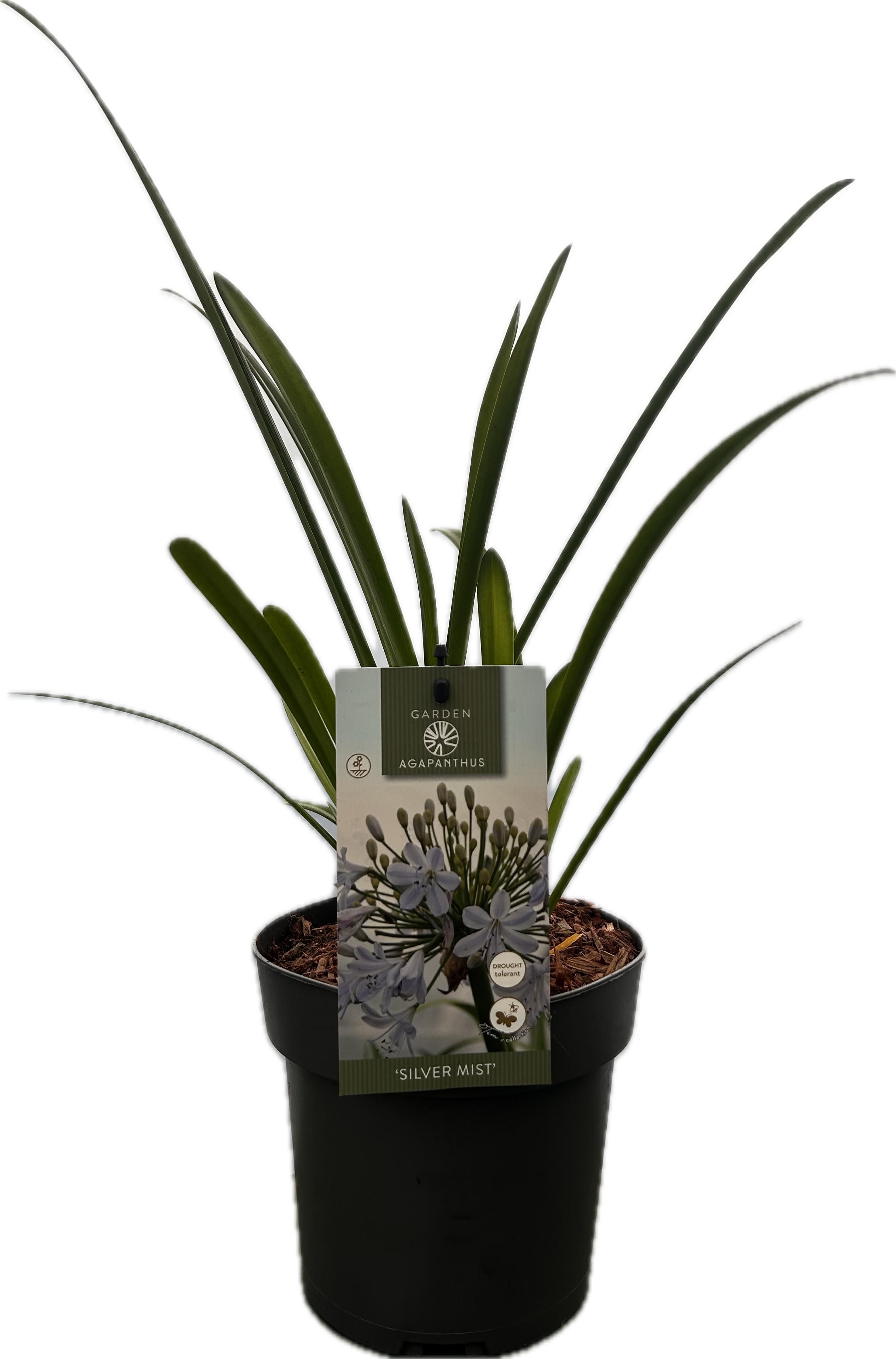Agapanthus 'Silver Mist' P17 GARDEN, D 17