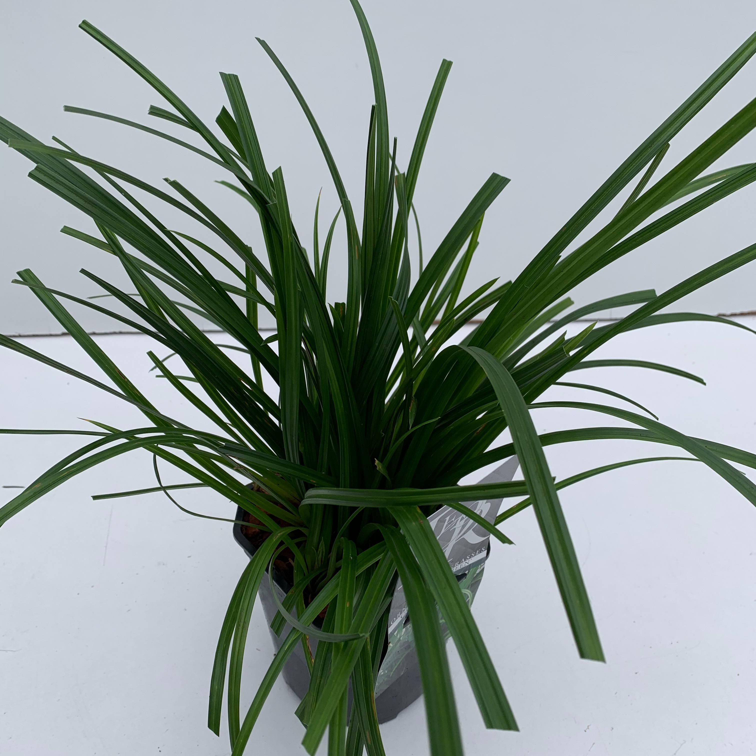 Carex 'Irisch Green', D 17