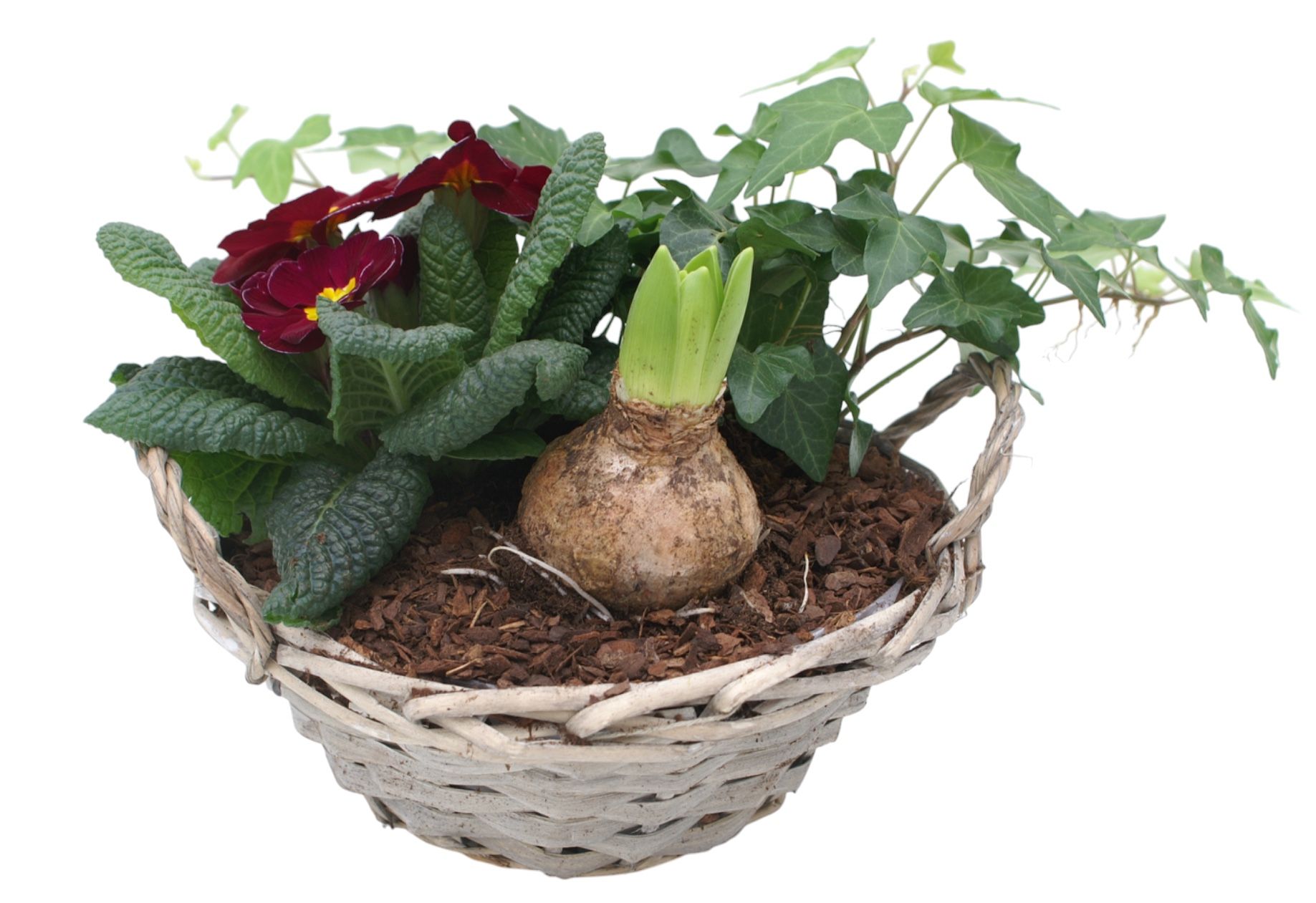 Primula Chipwood 1x hys 1x hedr 1x prim 573, D 19