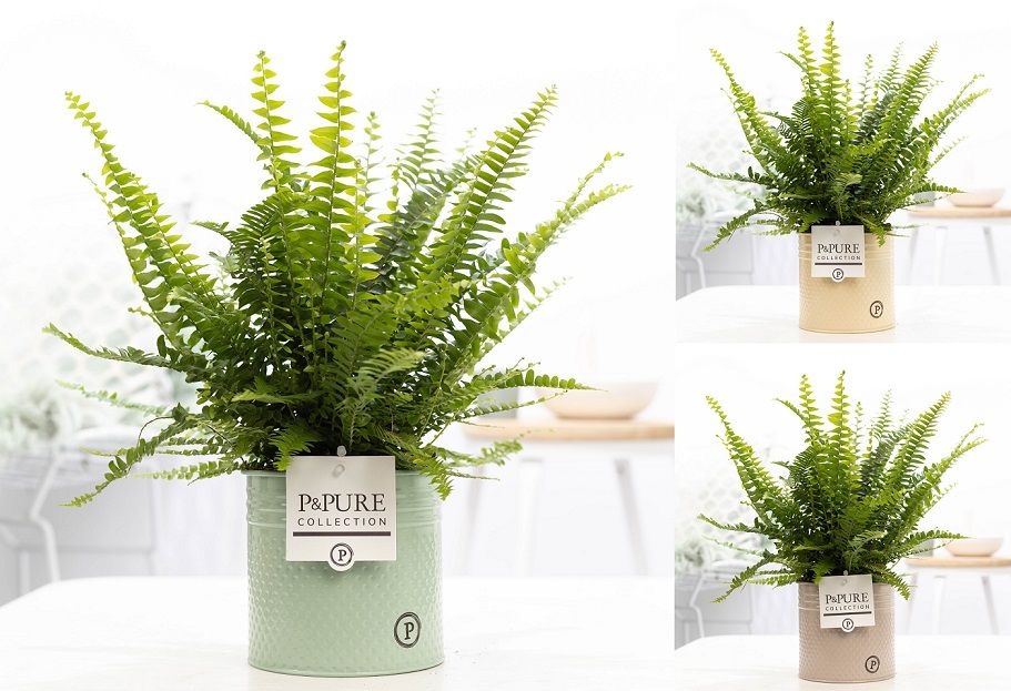 Nephrolepis Green Lady in P&PURE Louise 4 mix, D 12