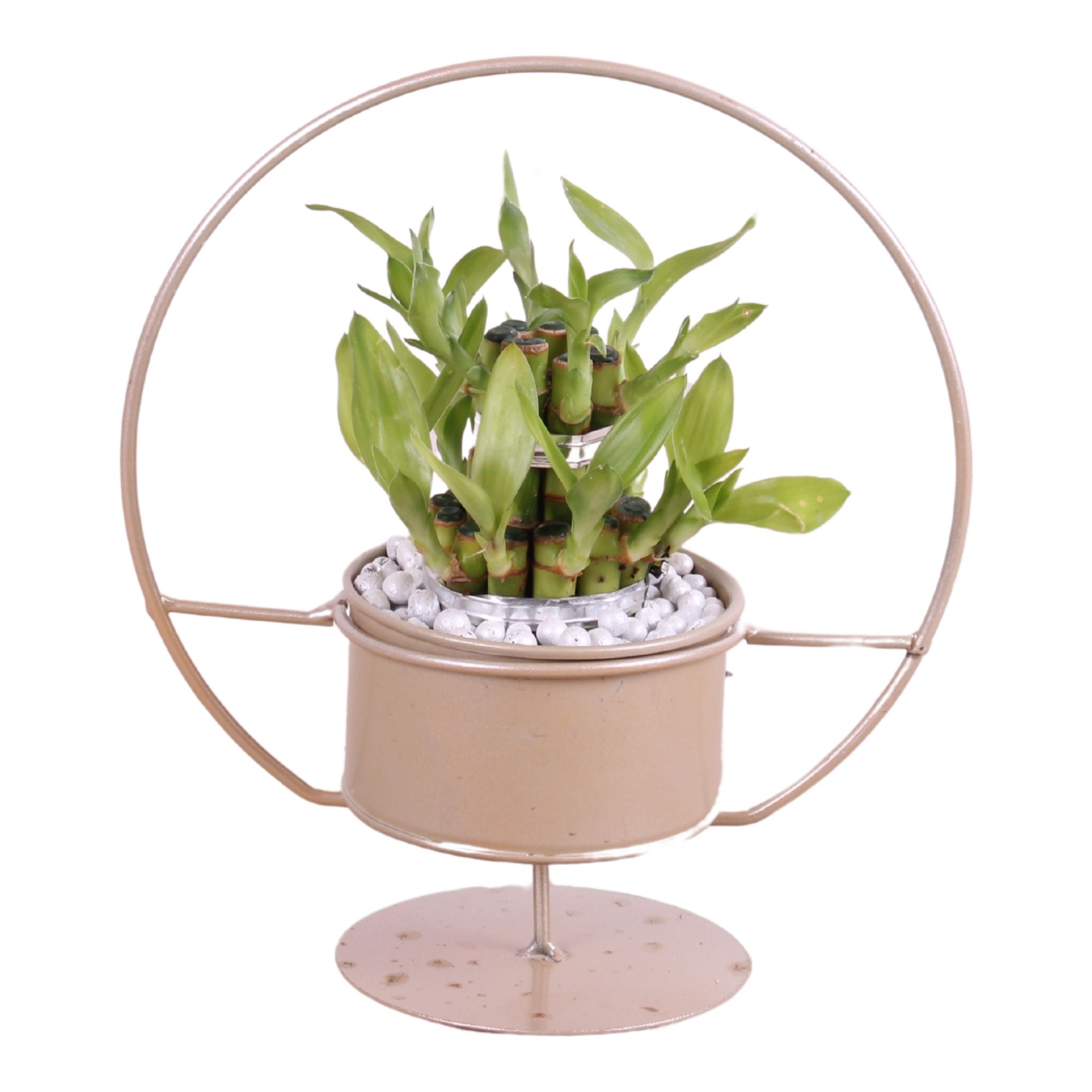 Lucky Bamboo Round 2Small in ø20cm Metal Gold Circle Frame, D 20