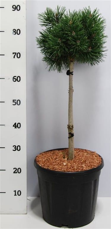 Pinus mugo 'Mops', D 32