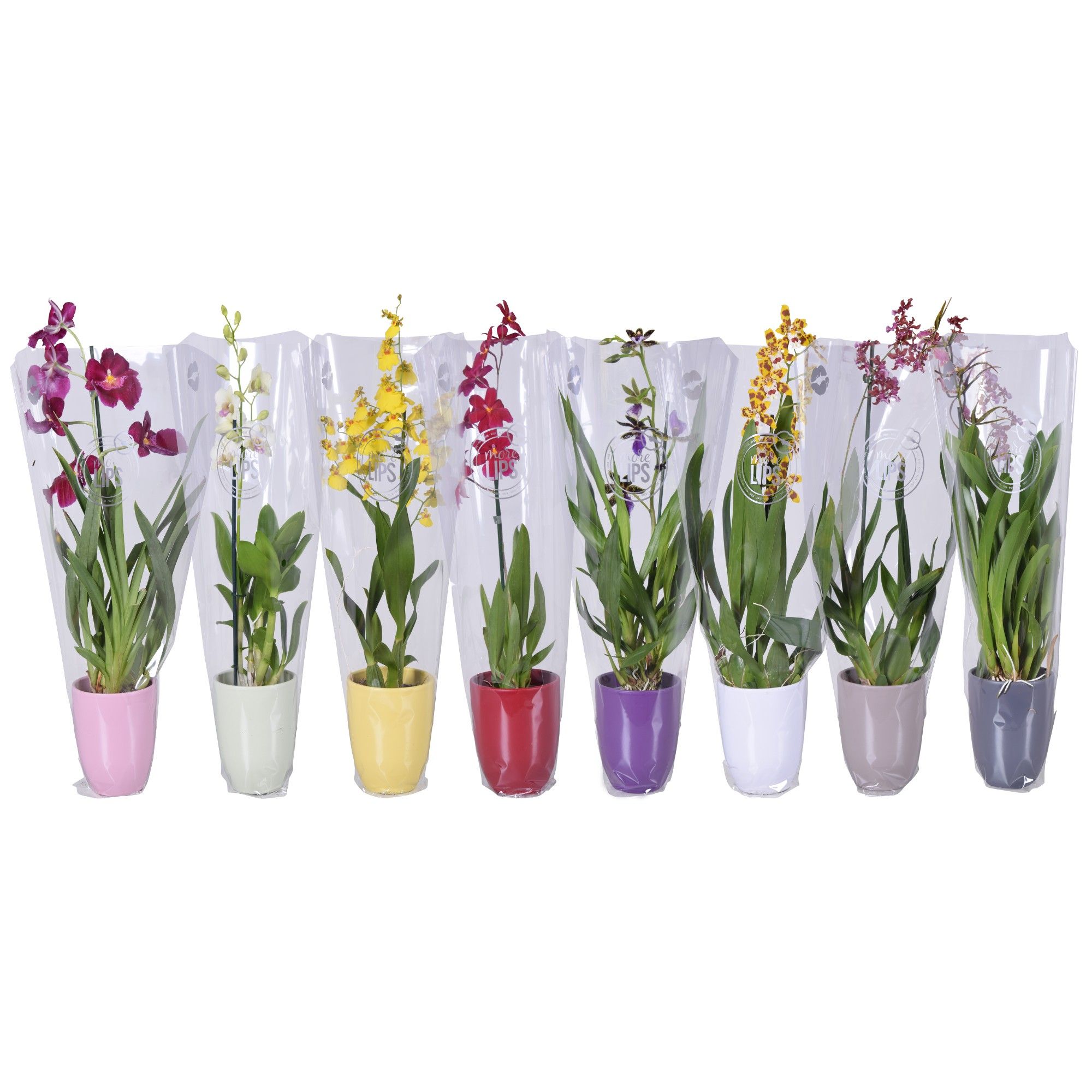 MoreLIPS® Orchideeën Mix 1 tak in gekleurd keramiek met ML hoes, D 14