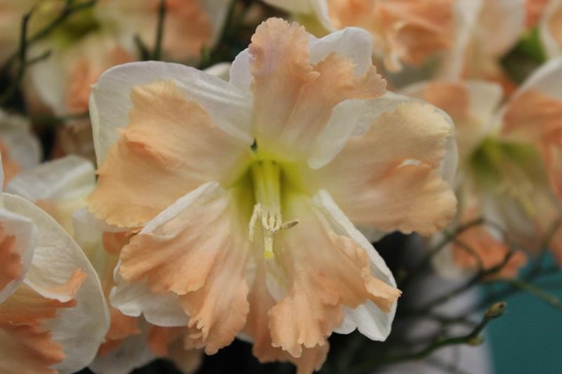 NARCISSUS INCOMPARABILIS 'CUM LAUDER', D 11