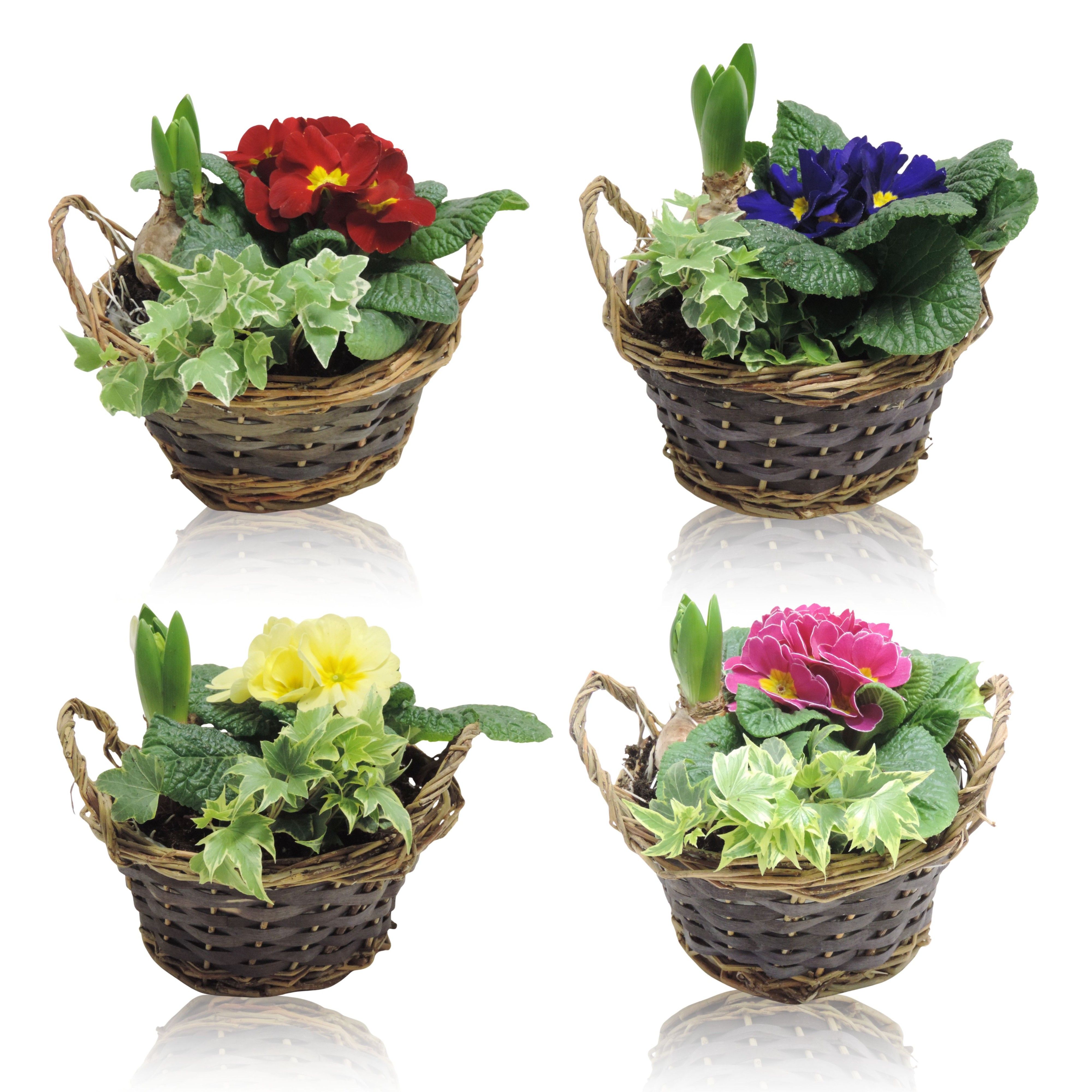 Hanoi Early Spring Specials Arrangement Hyacint in Mand 19 cm, D 19