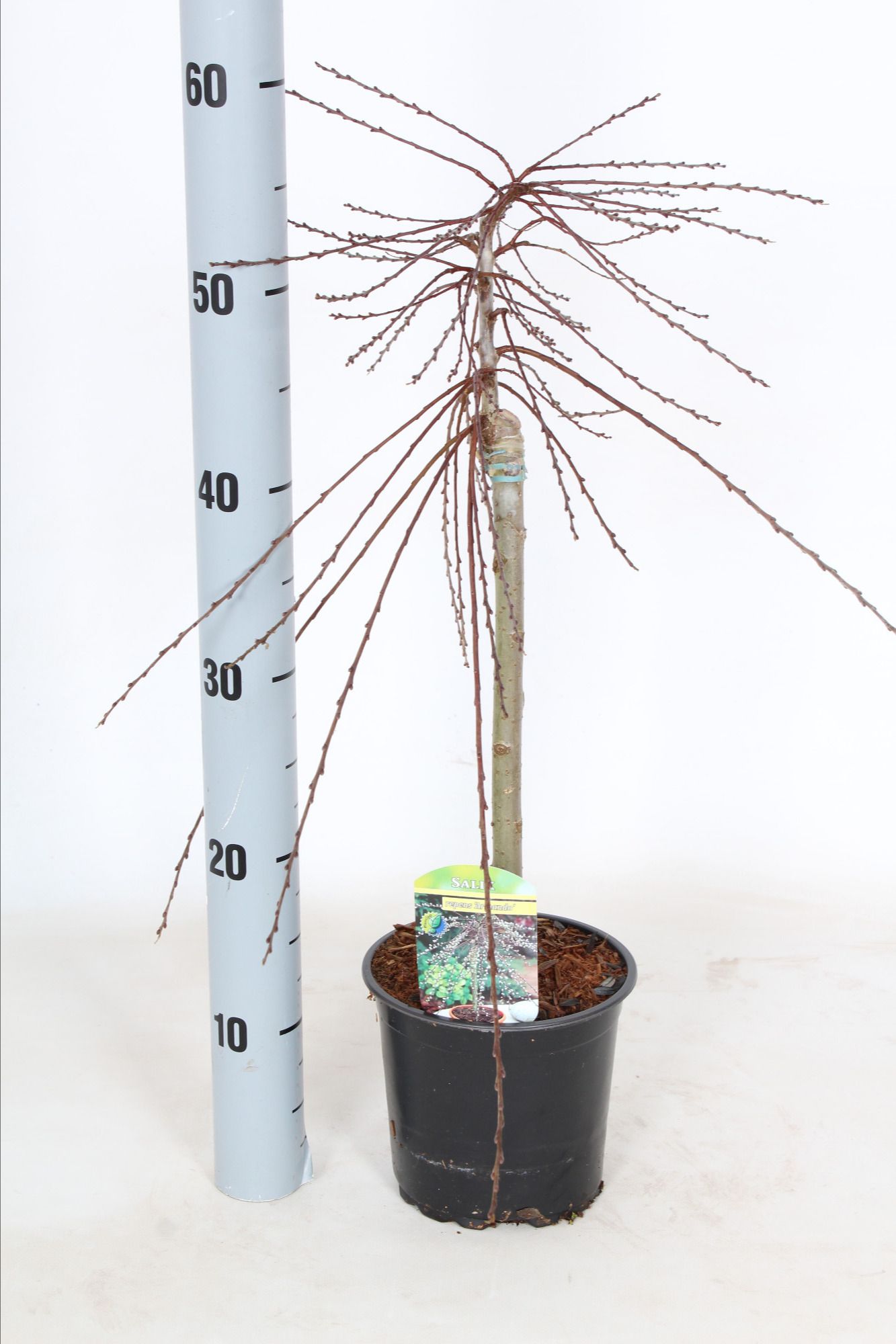 Salix repens 'Armando', D 15