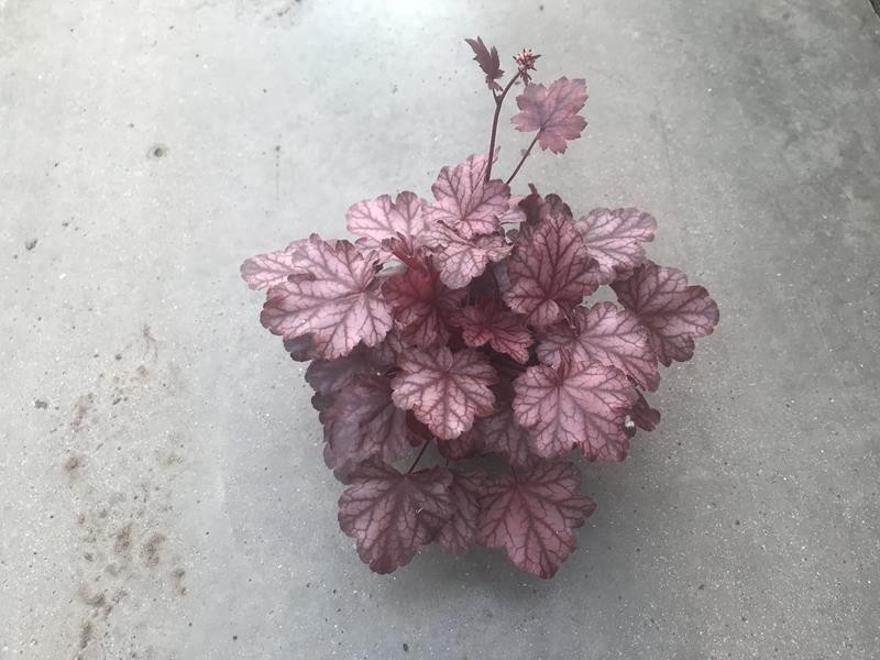 HEUCHERA-HYBRID 'FIRE CHIEF', D 12