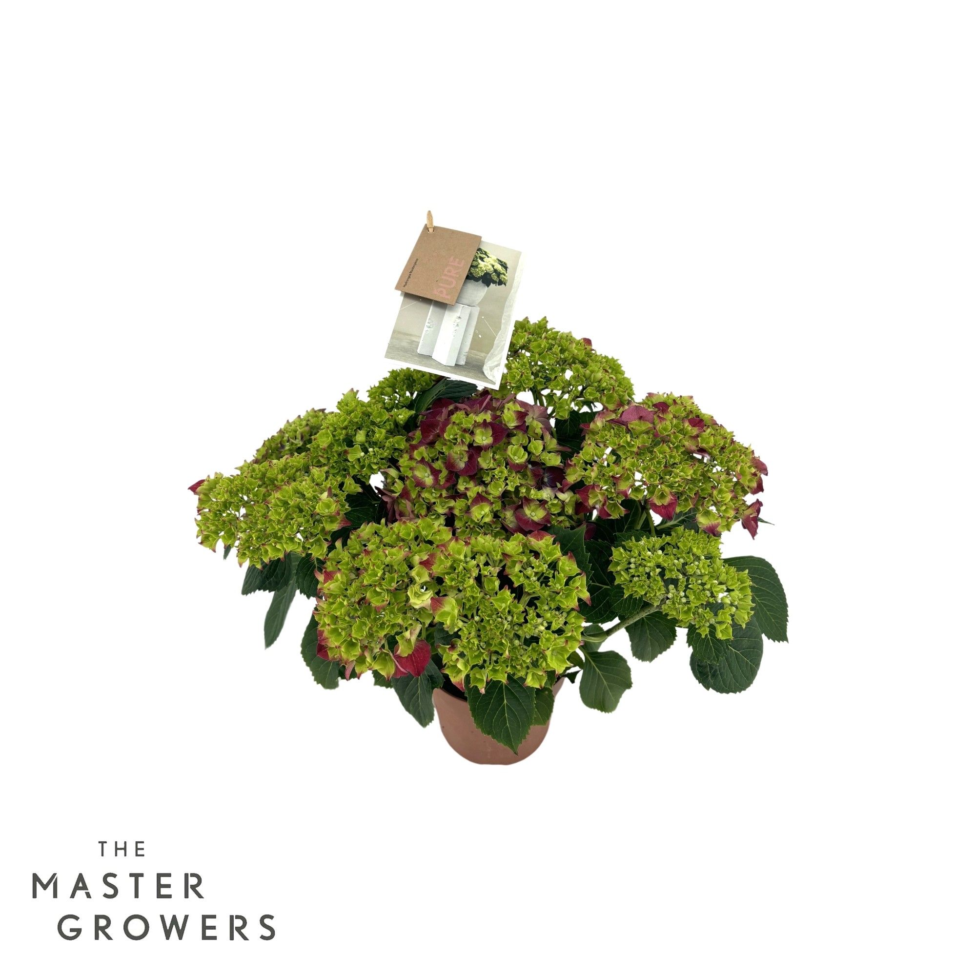 Hydrangea Hi Fire Lila 5/6 flowers, D 14