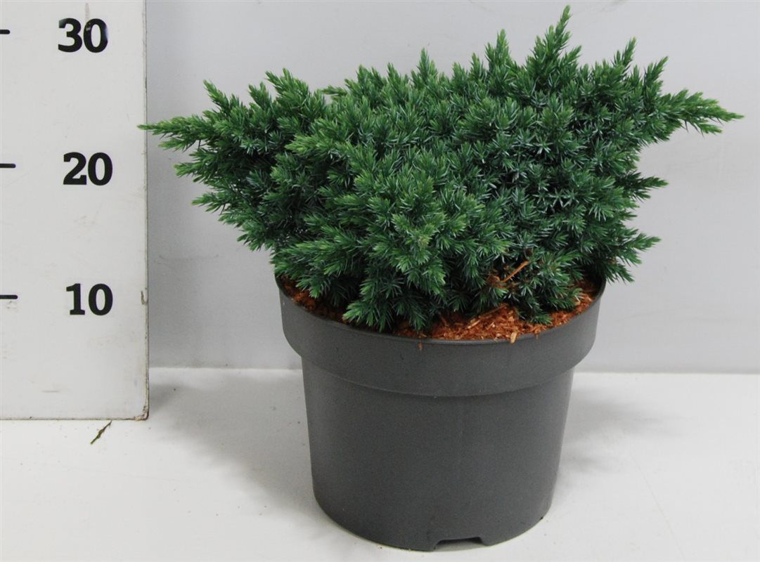 Juniperus squamata 'Blue Star', D 23