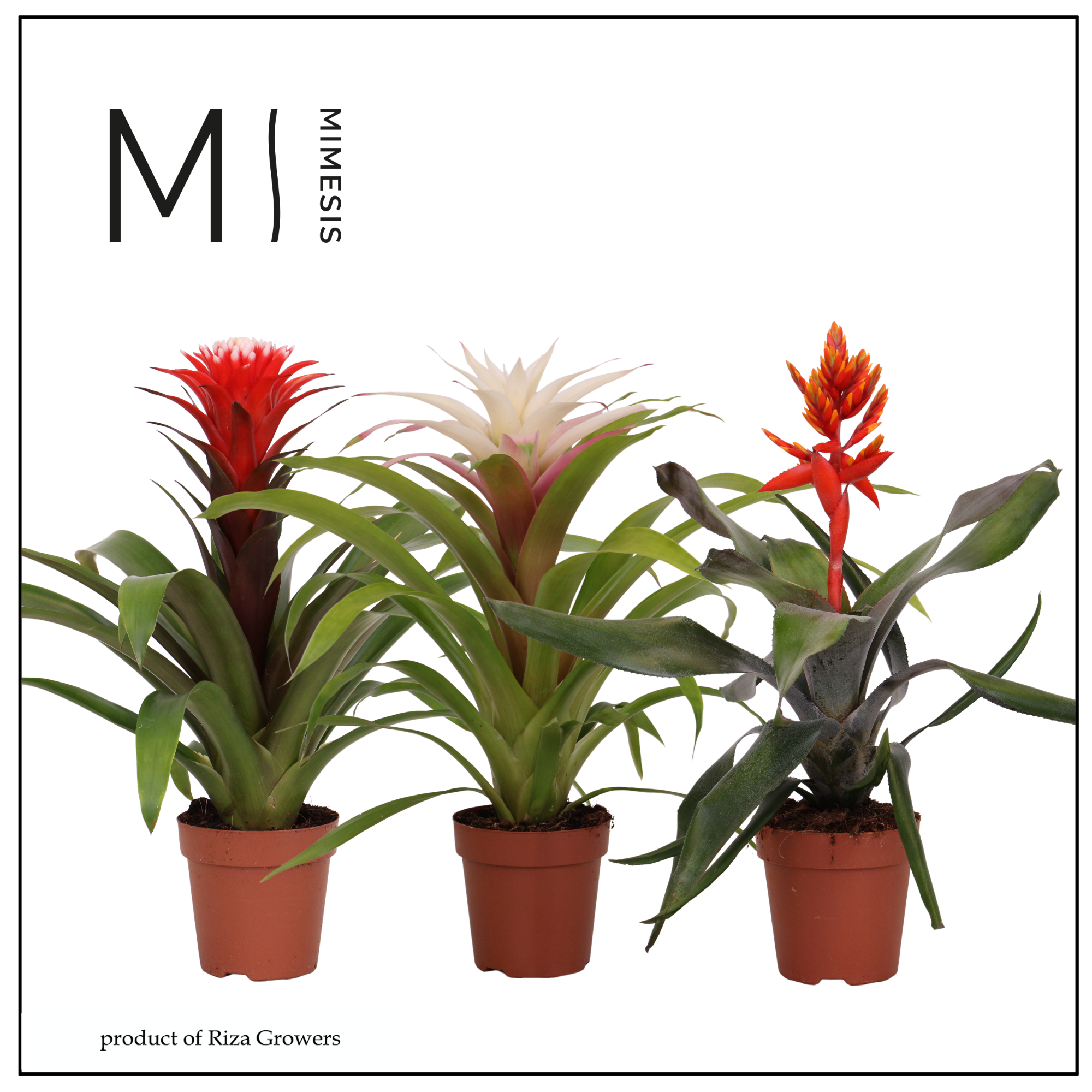 Bromelia Royal Cupcake - 12cm | Mimesis, D 12