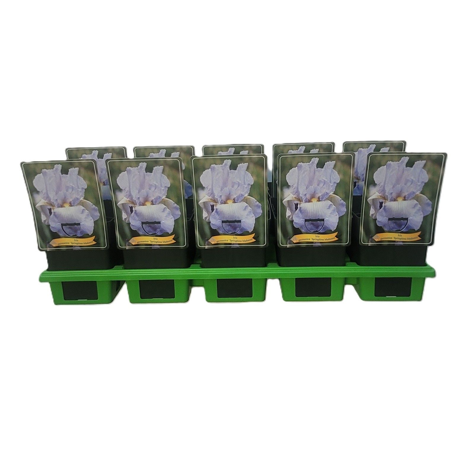 Iris germanica 'Springtime Madonna' P11, D 11