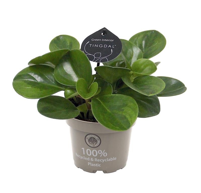 PEPEROMIA OBTUSIFOLIA 'LIME', D 12