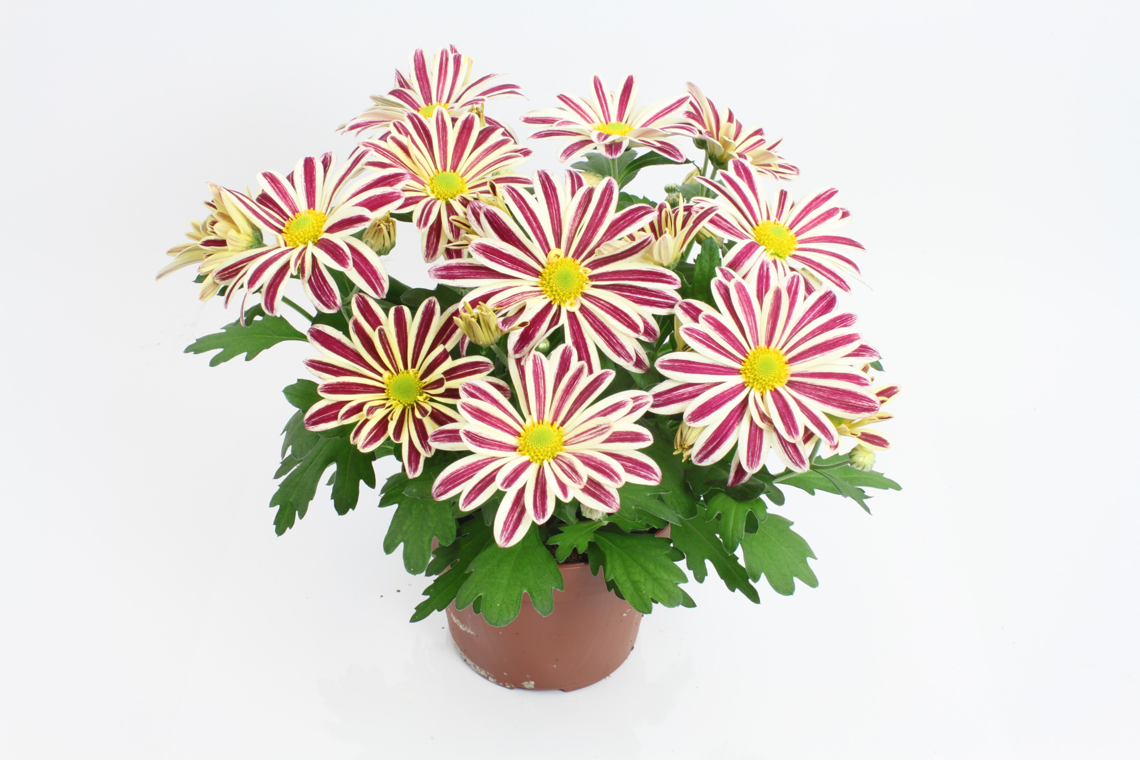 Chrysant Showdance 14 cm, D 14