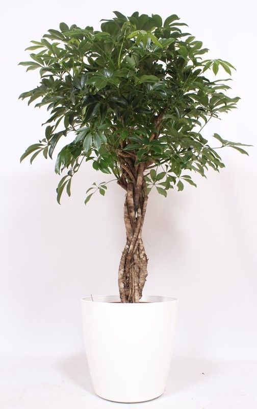 Schefflera arboricola Compacta in San Remo "wit", D 36