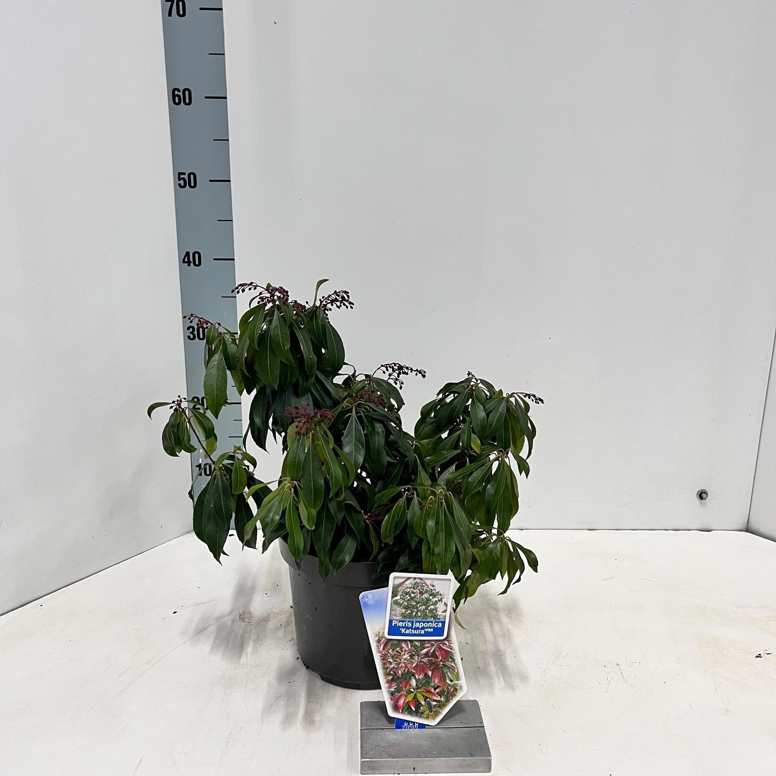 Pieris jap. ‘Katsura’ PBR, D 19