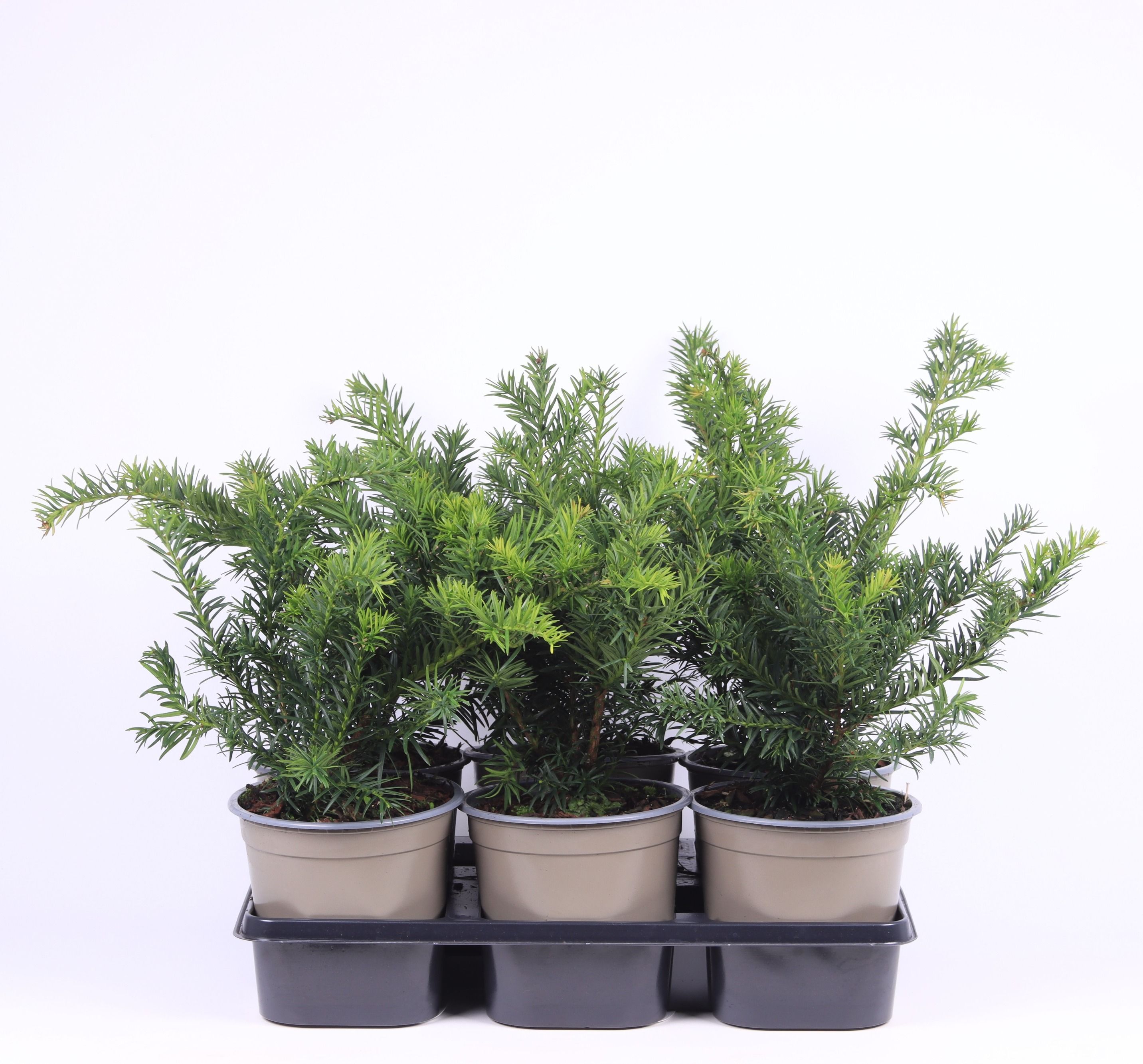 Taxus baccata 'Repandens', D 15
