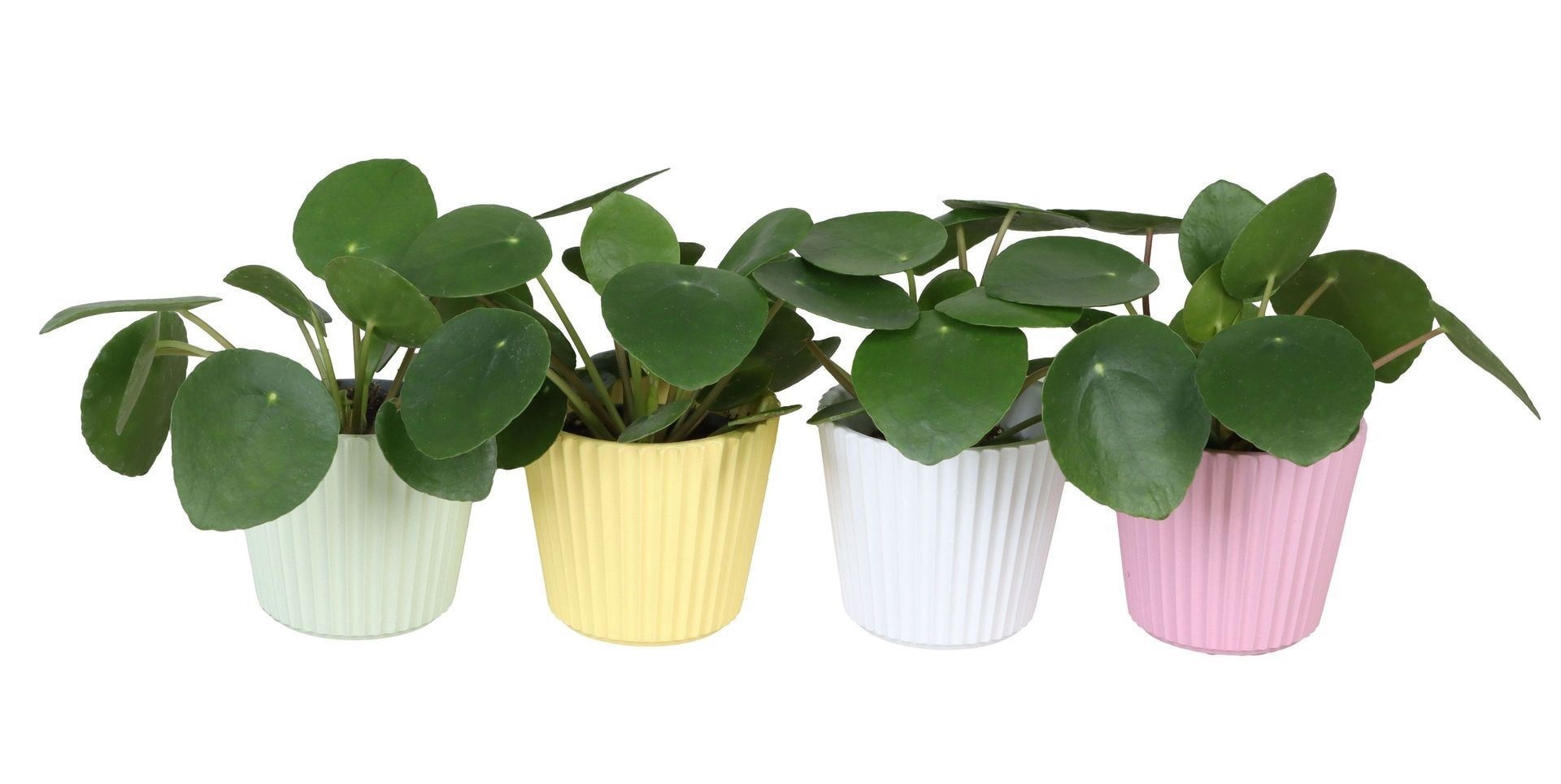 L 65922 with Pilea Peperomioides 6 cm, D 6