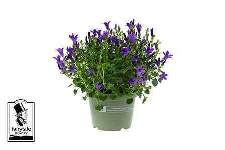 CAMPANULA PORTENSCHLAGIANA 'GET MEE', D 11