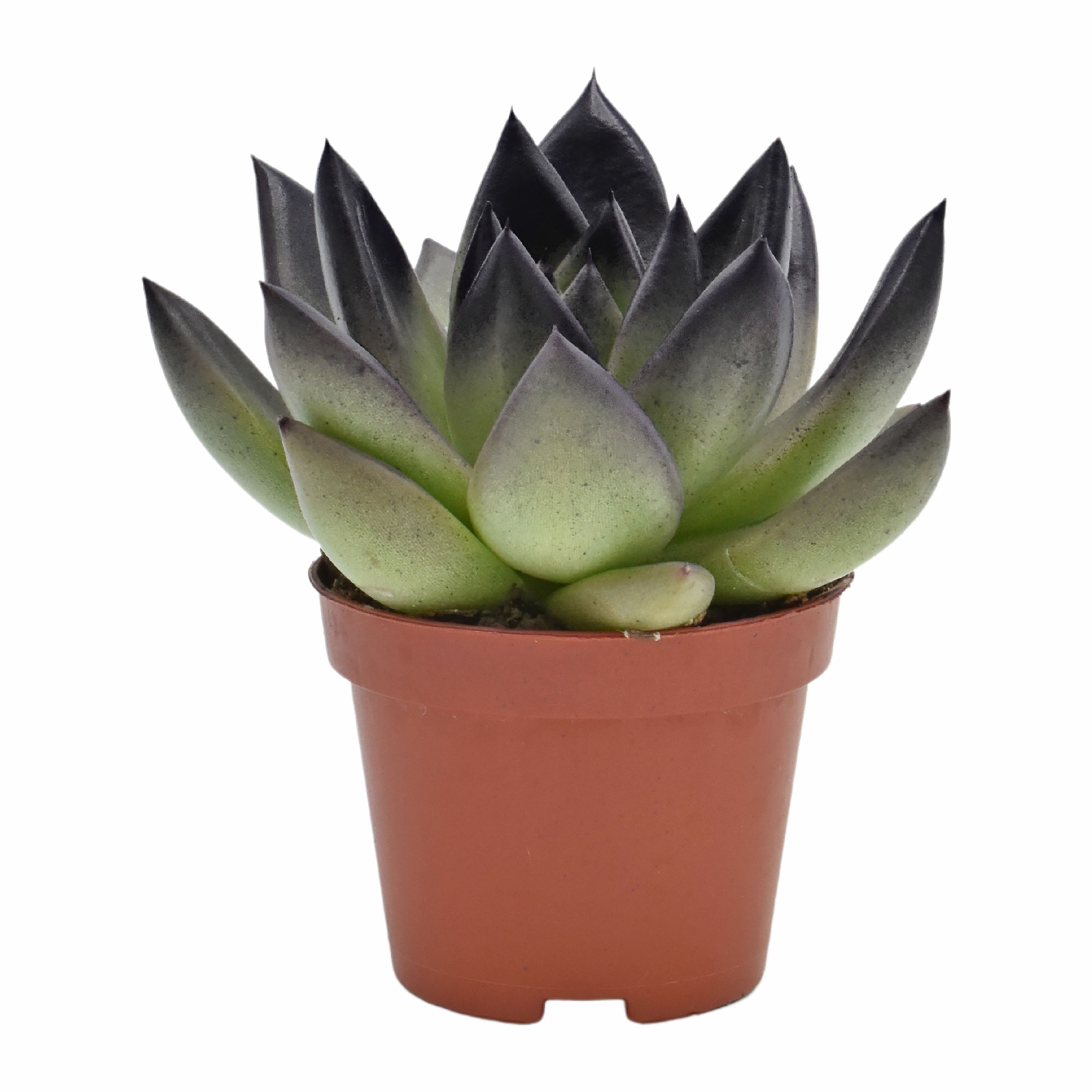 Miranda coloured festival black, D 6