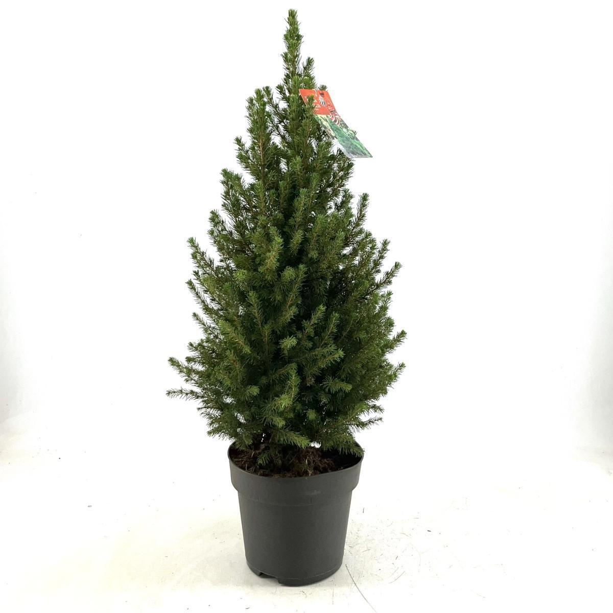 Picea gl. 'Conica', D 29