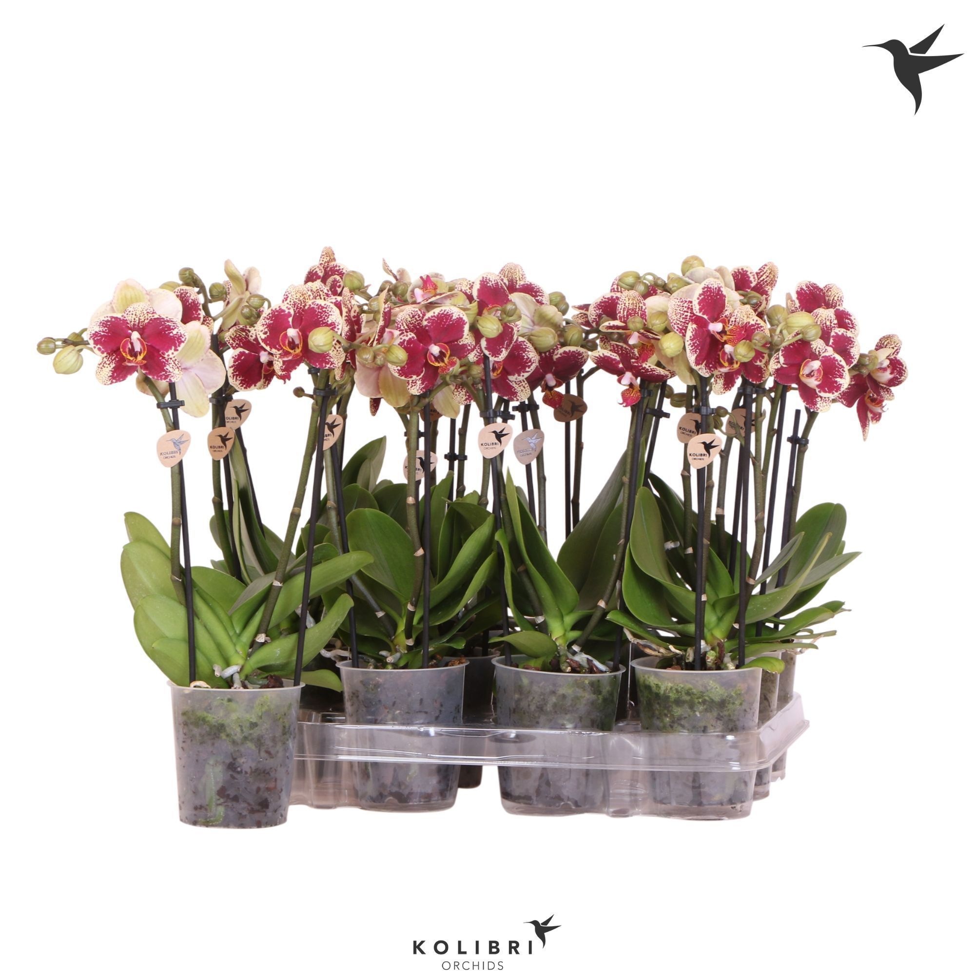 Kolibri Orchids Phalaenopsis Diamond Spain 2 spike no etiket, D 9