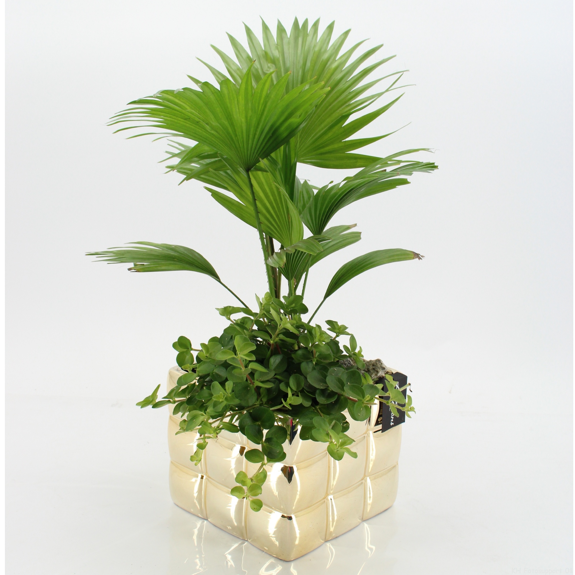 GRCR-2667 Green Essentials, D 18