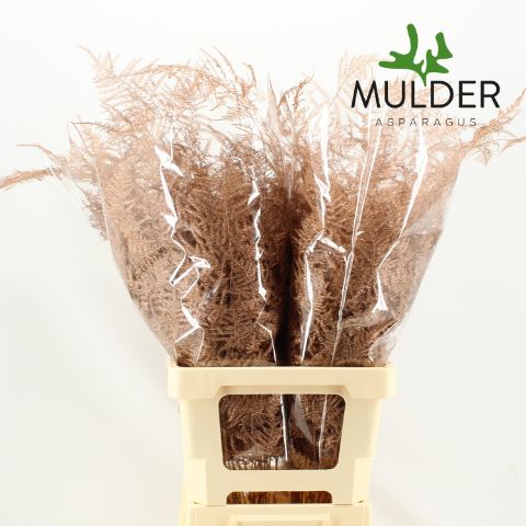 Аспарагус Овериг Крашеный (краш. ) 65, шт.