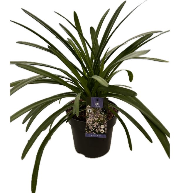 Agapanthus 'Fireworks' P22 EVERGREEN, D 22