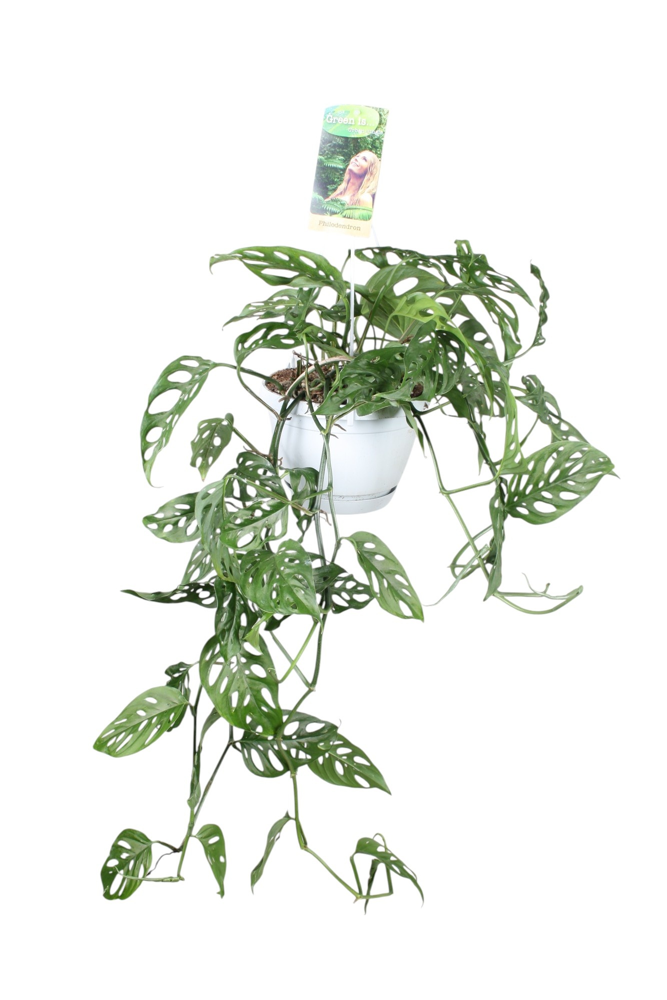 Monstera obliqua in hangpot, D 17