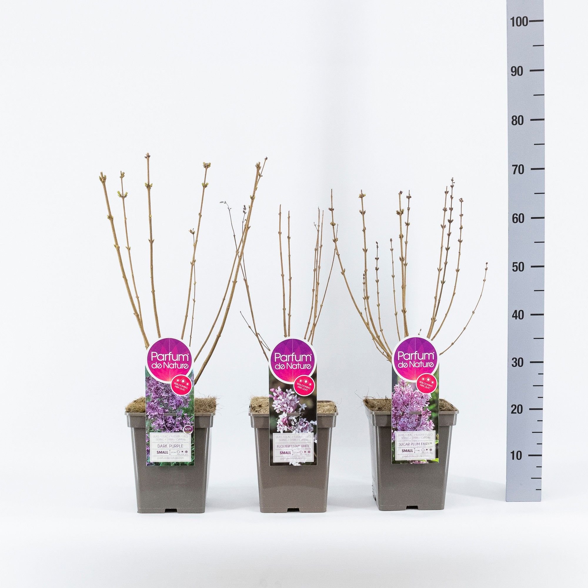 Syringa mini sering licentie mix, C5, D 23