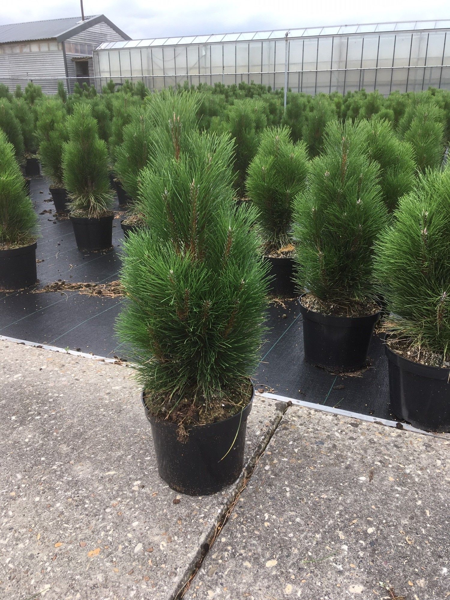 Pinus nigra Richard, D 26