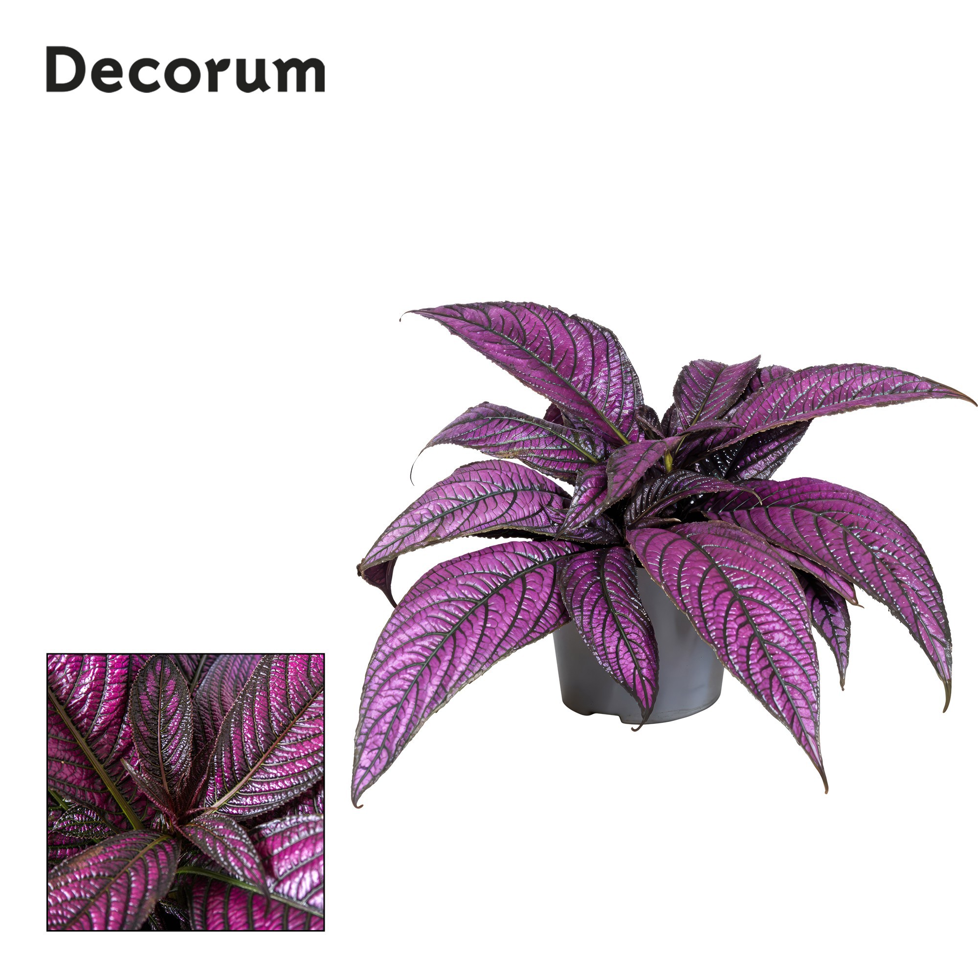 Strobilanthes Metallica, D 13