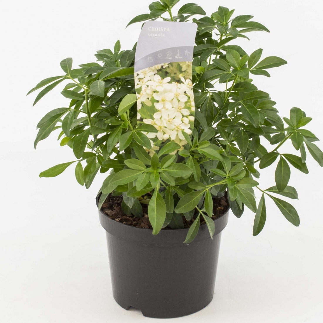 Choisya ternata, D 17