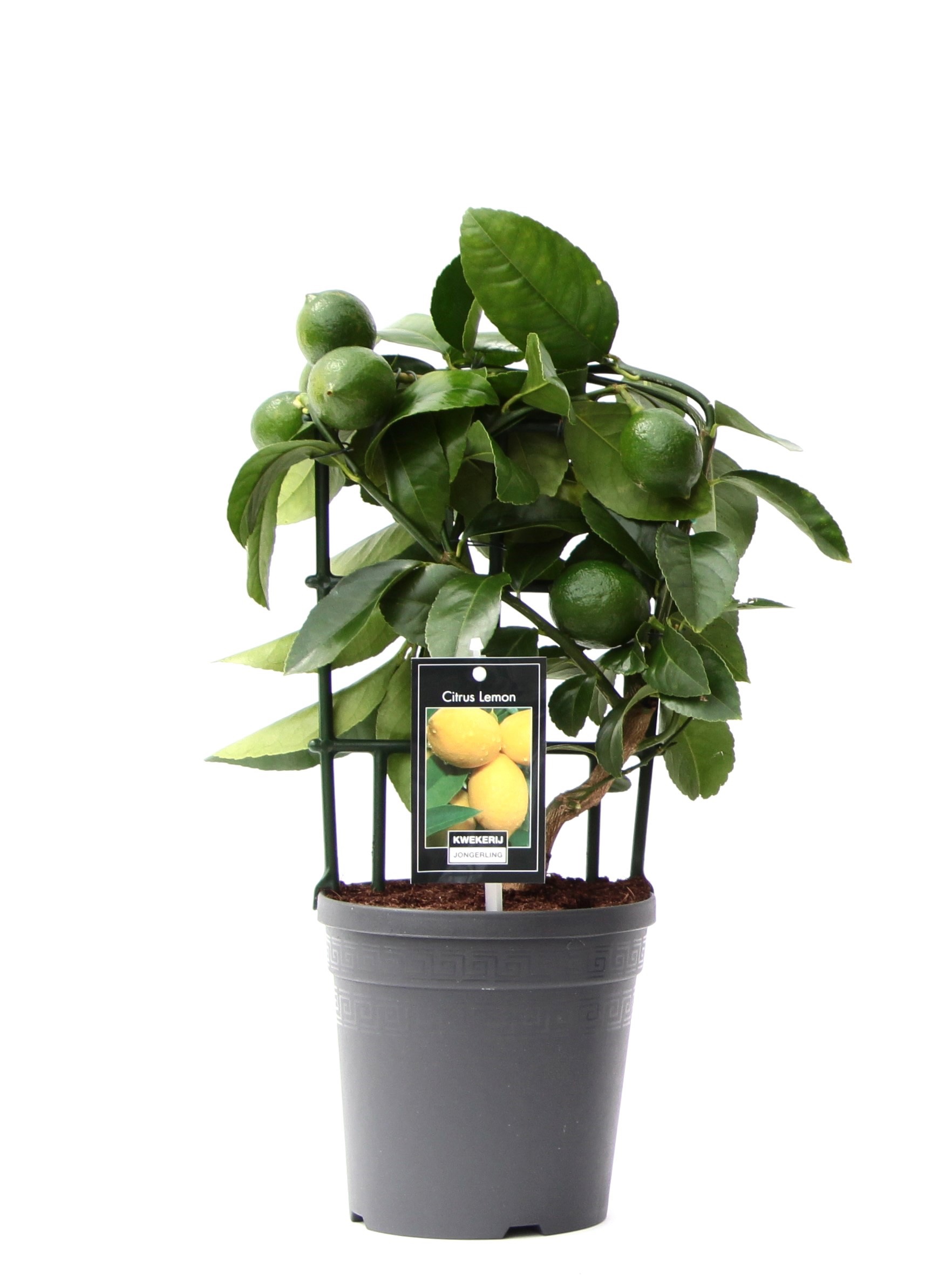 Citrus Lemon op rek, D 15