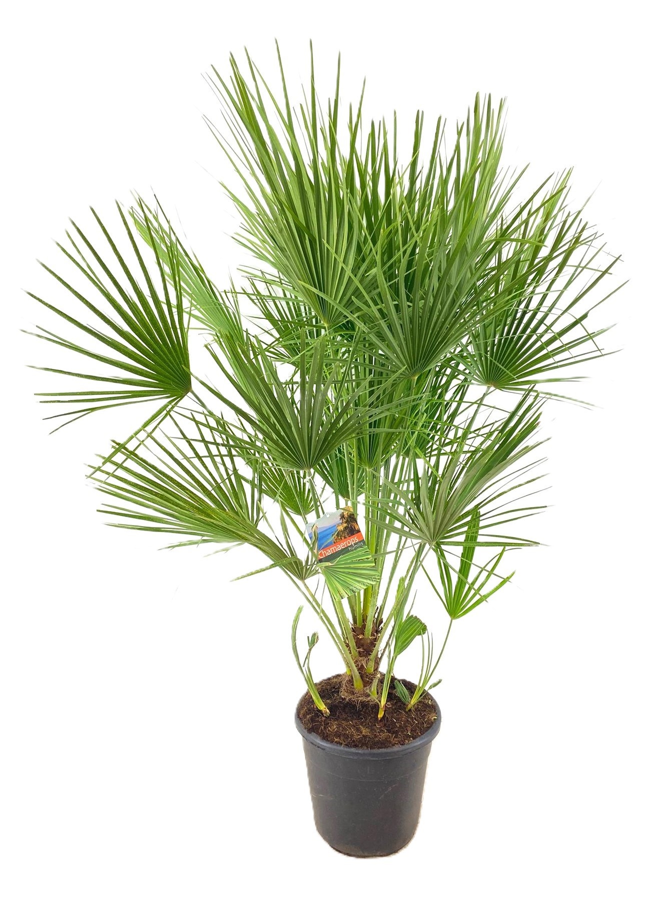 Chamaerops humilis, D 30