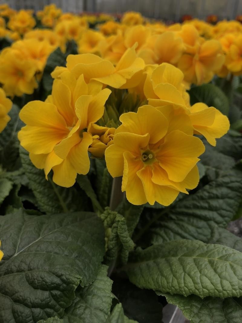 PRIMULA VERIS 'GESSI', D 11