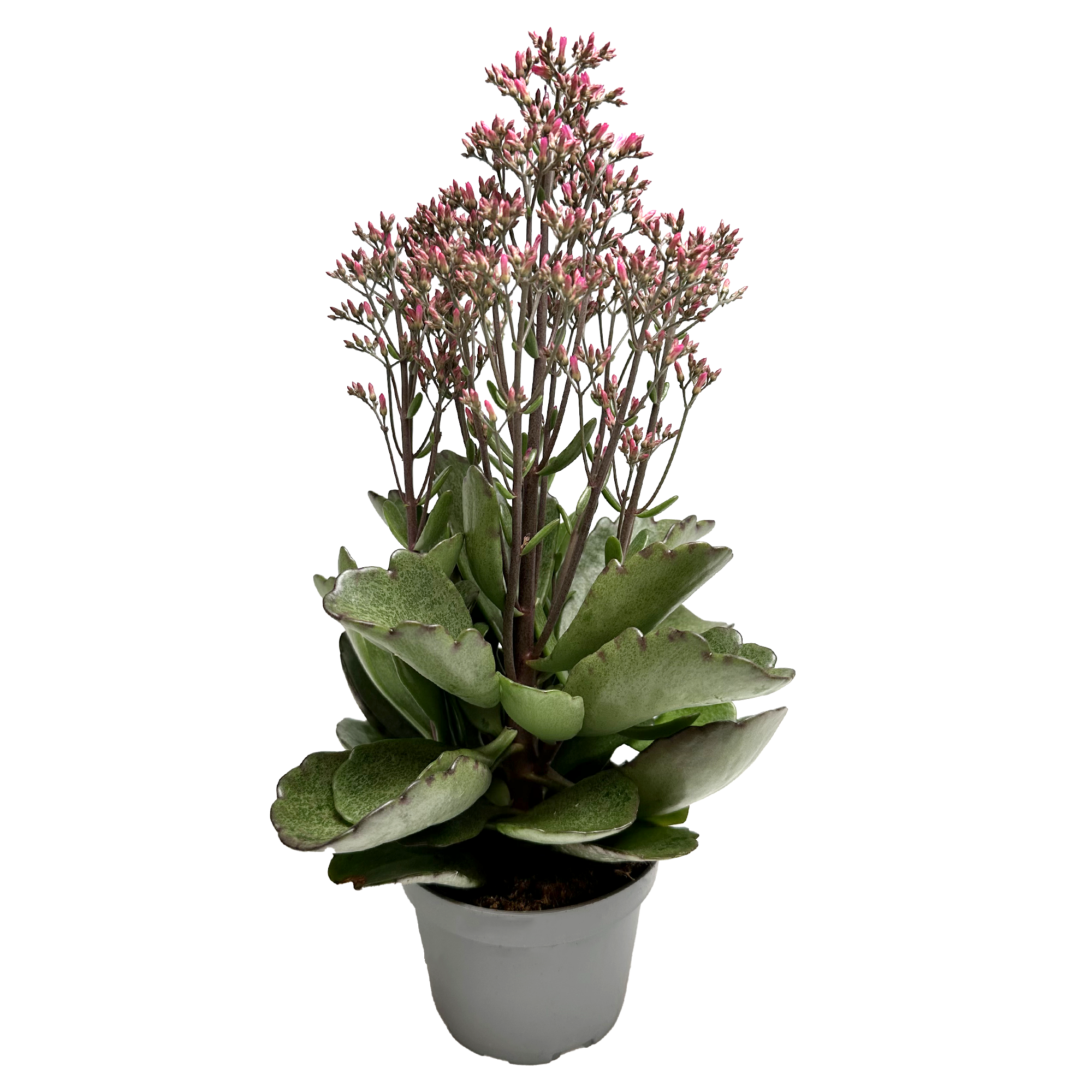 KALANCHOE ARTS-HYBRID 'SURPRISING CANYON', D 11