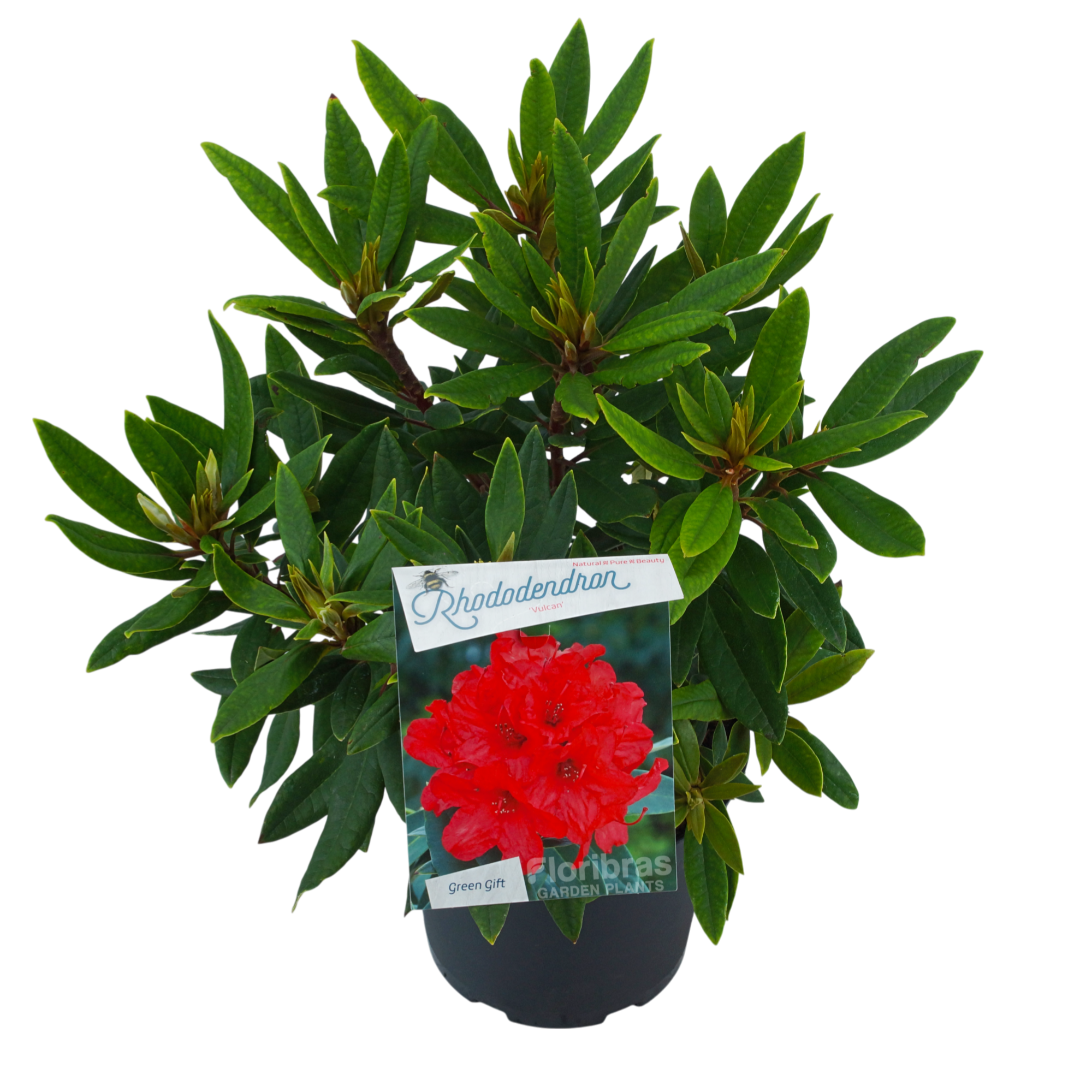 Rhodo. 'Vulcan' red, D 23