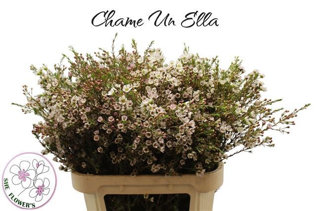 Шамелациум Элла 80 (бел.), шт.