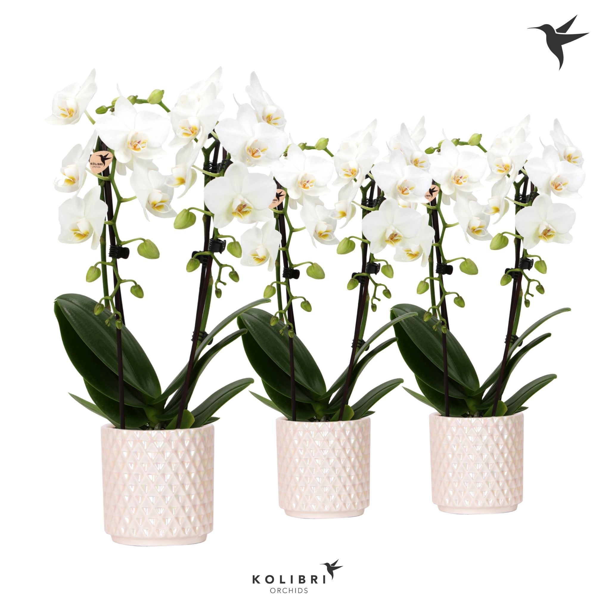 Kolibri Orchids Niagara fall white 2 spike in Diamond Pearl travertine, D 9 cm