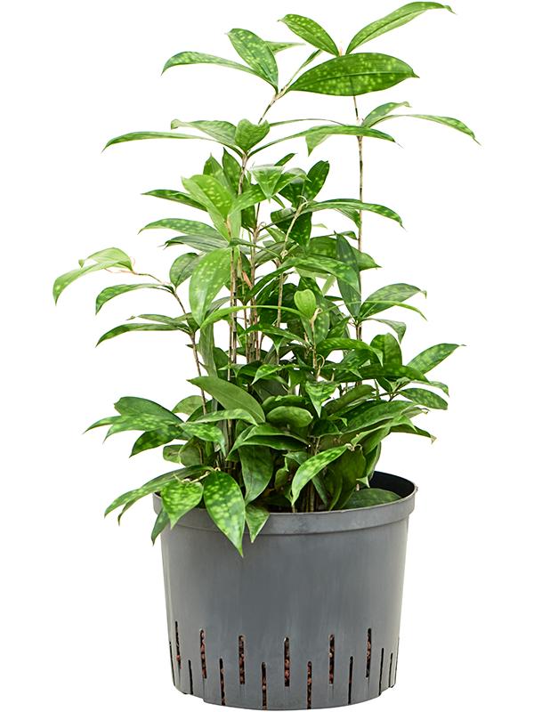 Dracaena surculosa, D 25