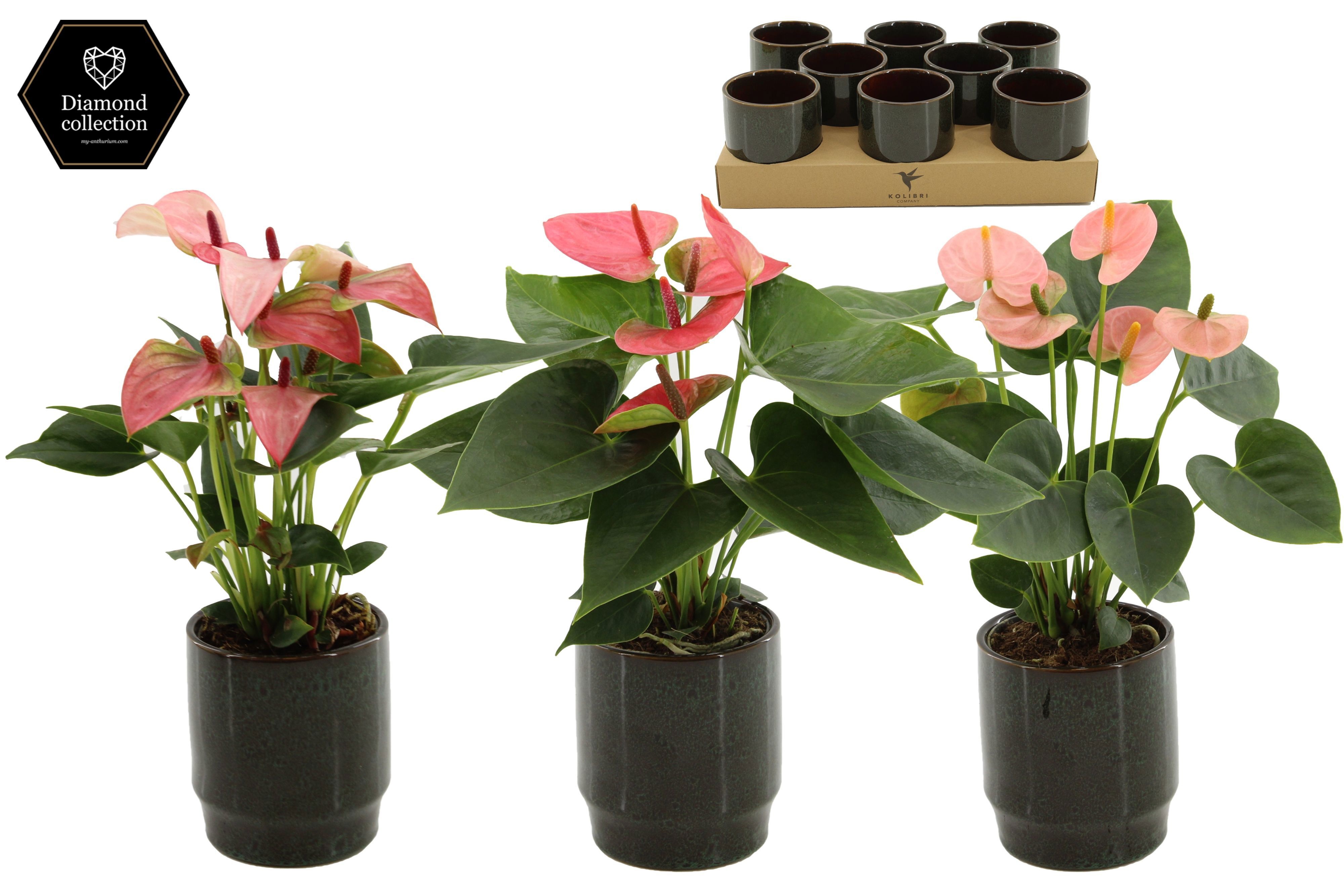 Anthurium 9 cm 3 color mix in Classy Green ceramics, D 9