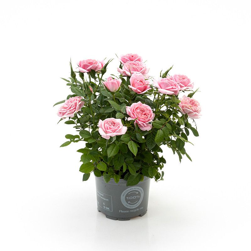 Rosa Harmonie Kordana Classic, D 10,5