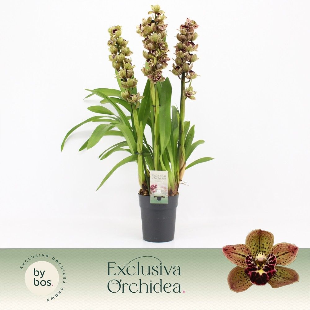 Cymbidium, Magic Bird 3-spike P14 'Exclusiva Orchidea', D 14