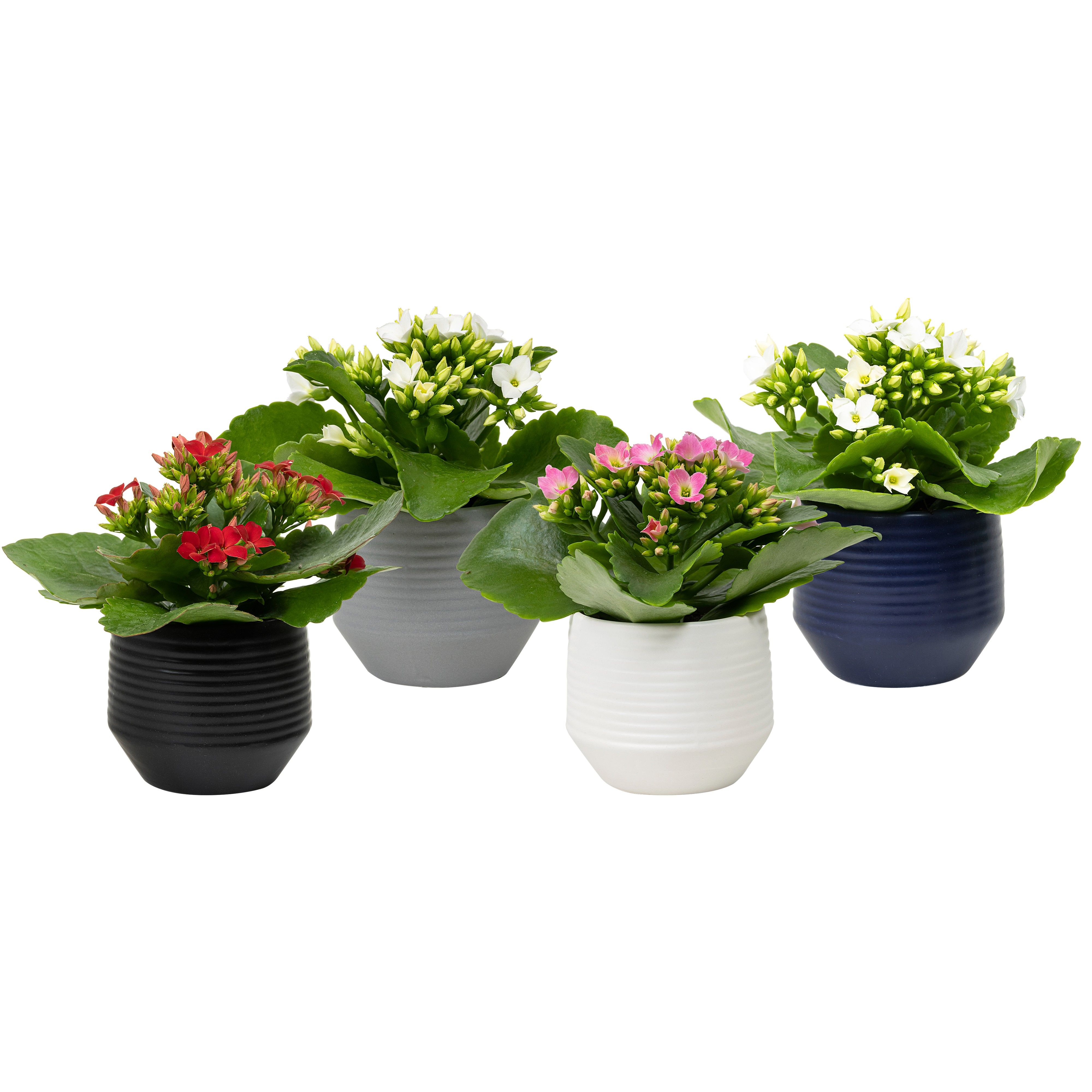 Boston with Kalanchoe, D 6