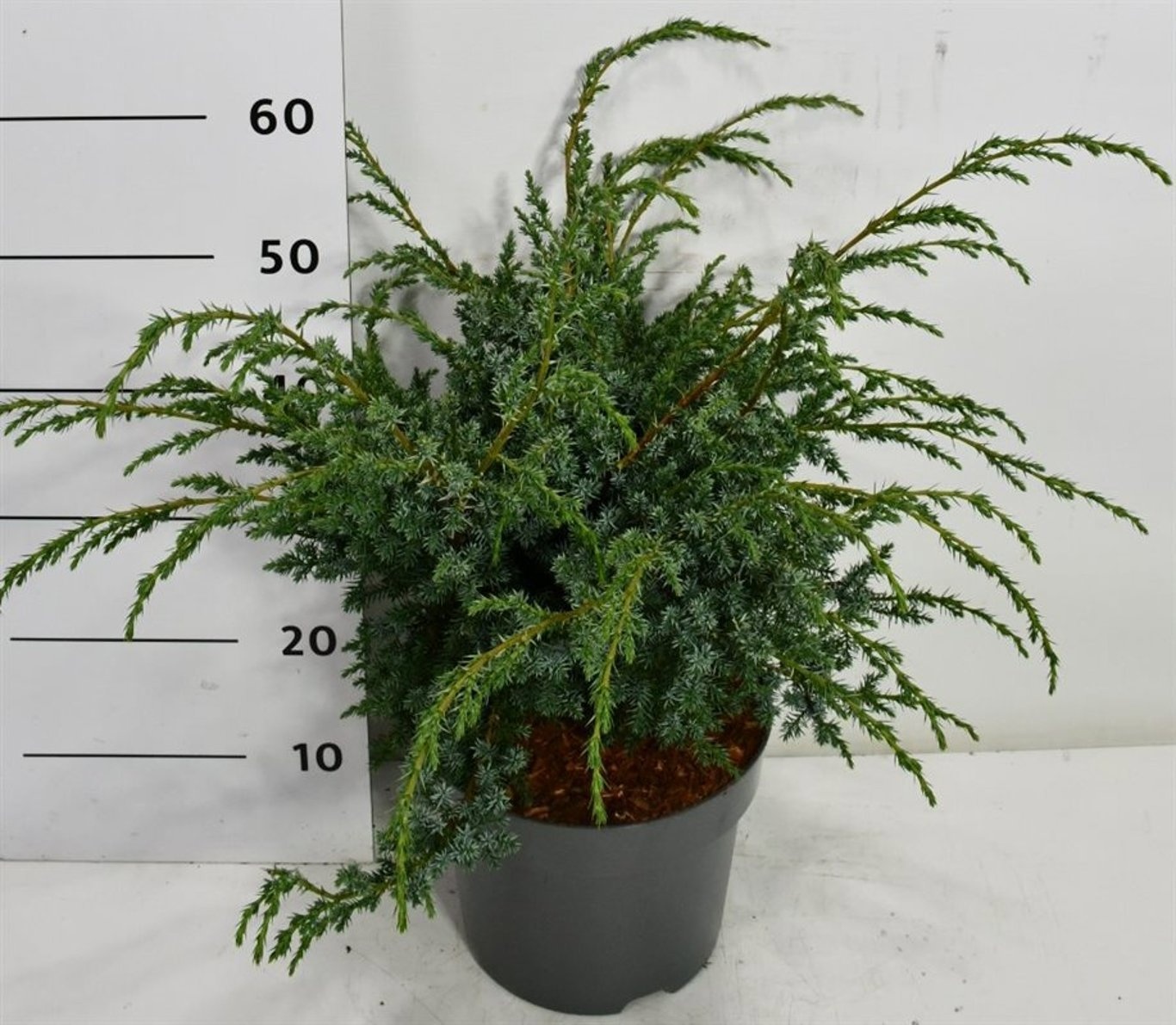 Juniperus chin. 'Blue Alps', D 26