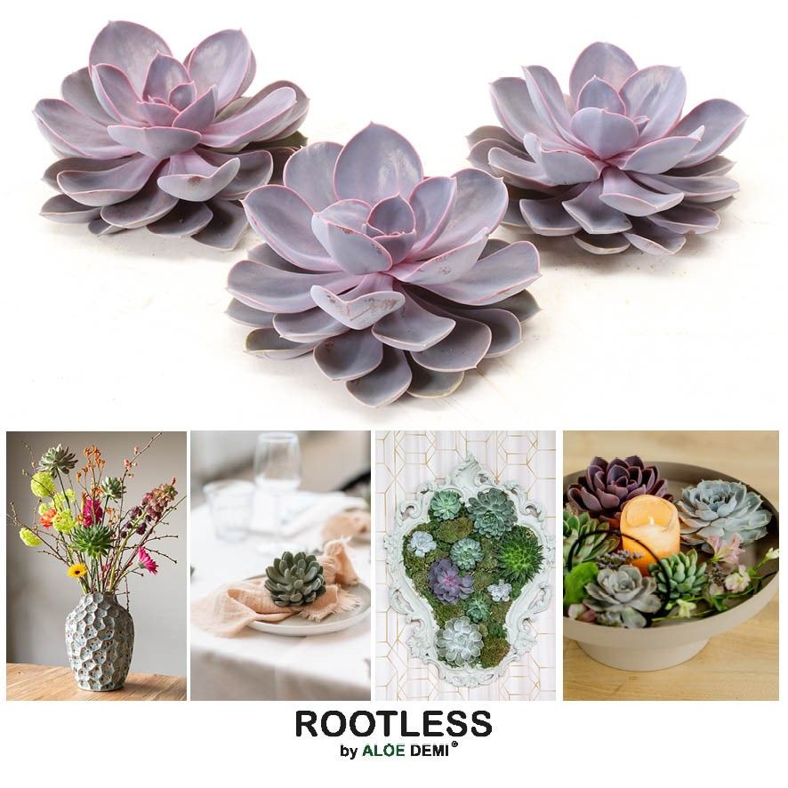 ROOTLESS Purple pearl 12-14 cm, solo, D 13 cm